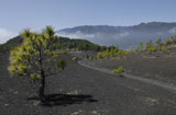 La Palma Silvester